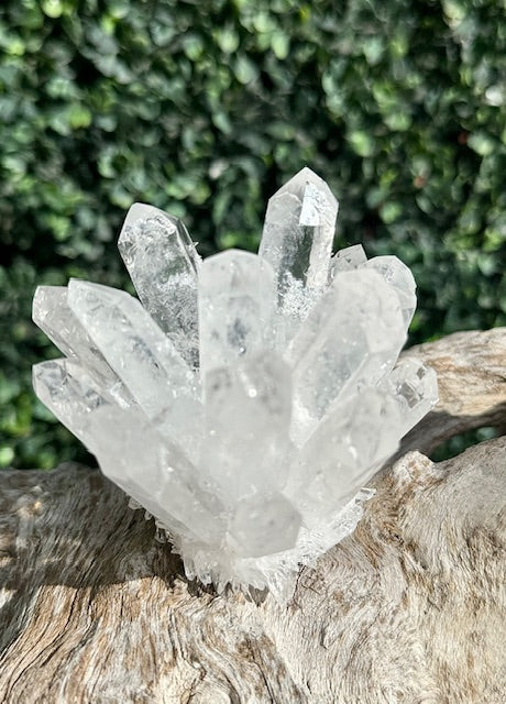 Clear Quartz Cactus Cluster