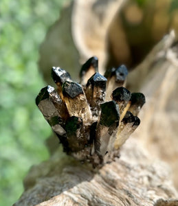 Smoky Quartz Cactus Cluster