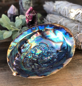 Abalone Shell