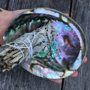 Abalone Shell